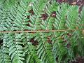 Tree Fern, Sassafras, Melbourne IV